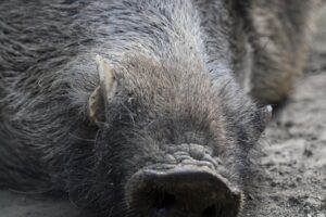 cosa fare incontri cinghiale