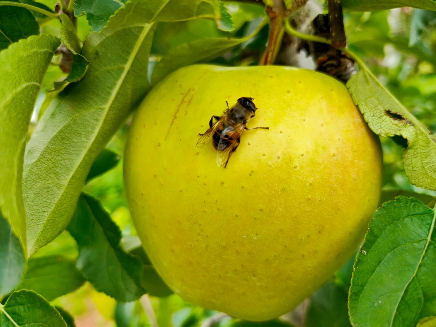 Ape appoggiata su una mela golden