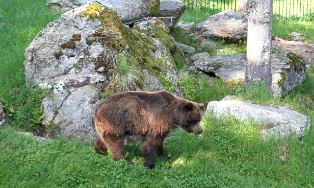 Orso Orfeo osservatorio eco-faunistico Aprica