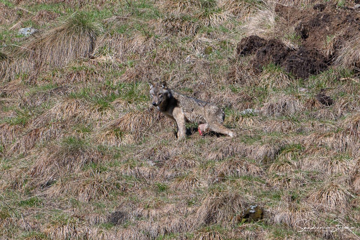 Lupo ferito nel parco Nazionale dello Stelvio