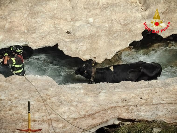 salvata dai Vigili del Fuoco