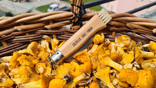 a caccia di funghi nei grigioni occhio alle multe e alle aree protette!