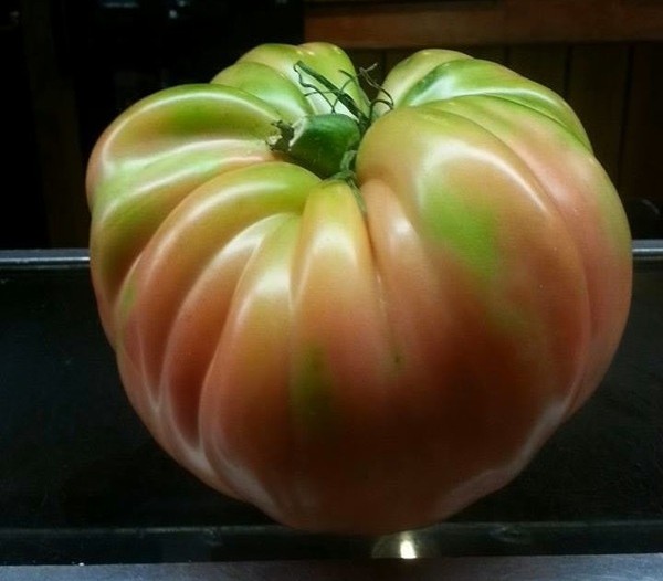 a montagna in valtellina il super pomodoro valtellinese