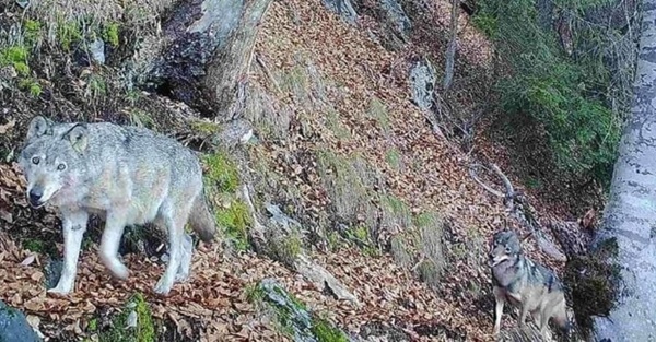 Abbattimento lupi Svizzera