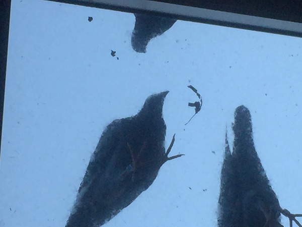 balcone senza piccioni le piante che fanno la differenza