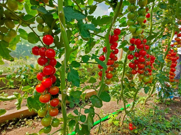 calendario frutta verdura agosto