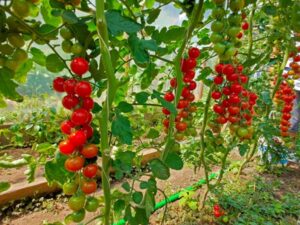 calendario frutta verdura giugno i prodotti di stagione