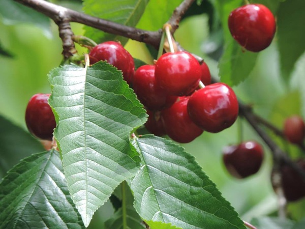 calendario frutta verdura maggio i prodotti di stagione