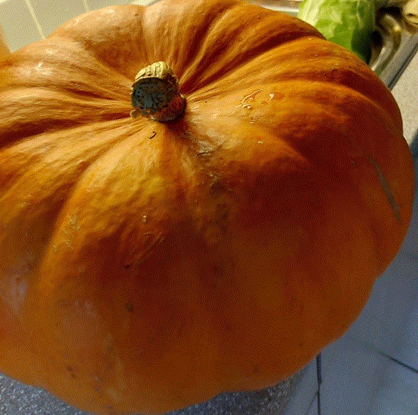 calendario frutta verdura ottobre prodotti di stagione|||