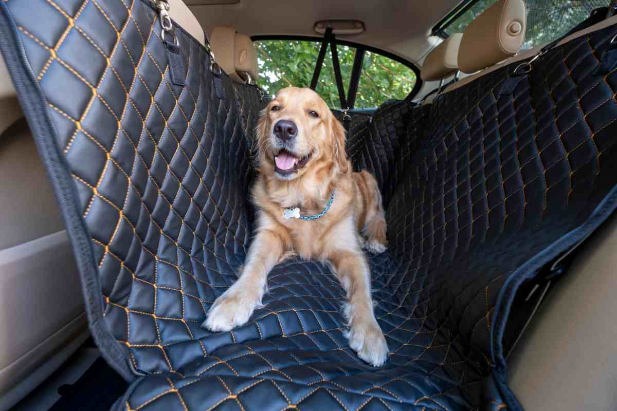 Cane in auto|Borsa calda coperta e tè|Donna beve tè|Valtellina|Valtellina|Valtellina|Camper|Camper|Cane in auto