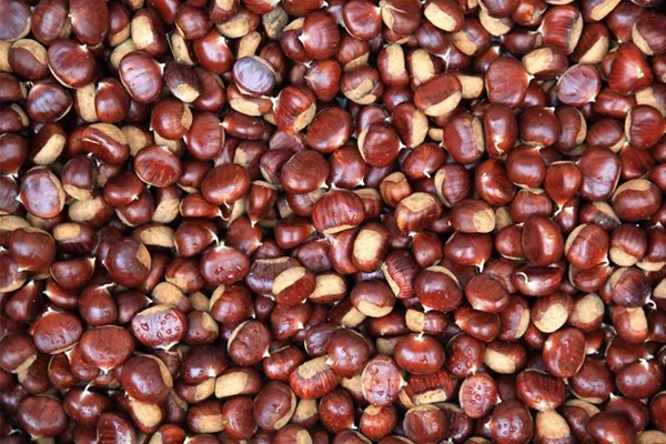 castagne il pane dei poveri