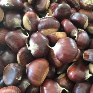 castagne matte