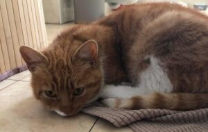 cibi vietati in italia