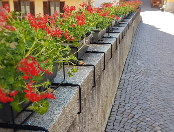 coltivare e mantenere i gerani in salute