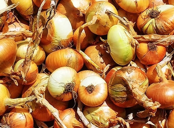 come conservare le cipolle in modo corretto