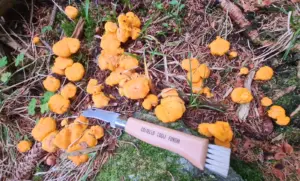 come distinguere funghi commestibili da quelli pericolosi