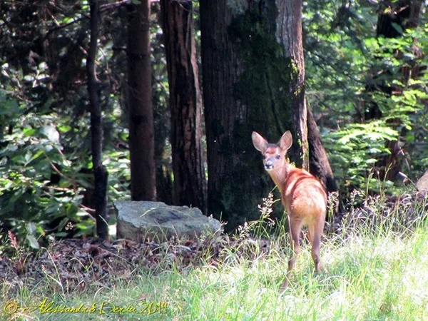 come distinguere un cervo da un capriolo
