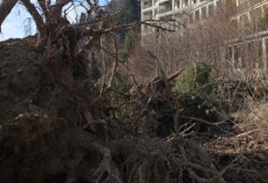 come eliminare le erbacce senza veleni