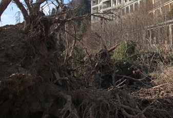 come eliminare le erbacce senza veleni