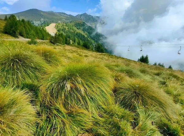 come seccare le erbacce e le piante in modo naturale