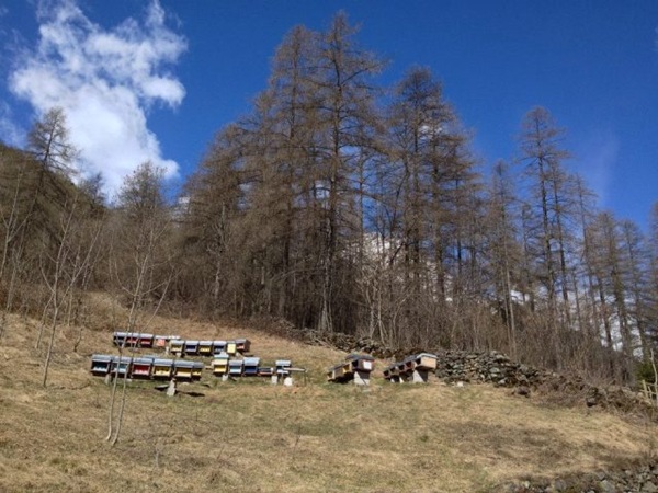 Come si riconosce il miele adulterato