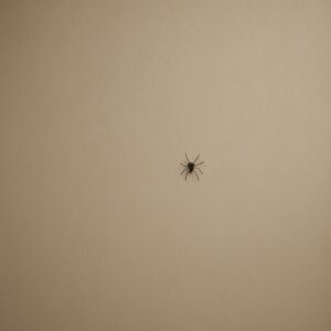 cosa fa allontanare i ragni