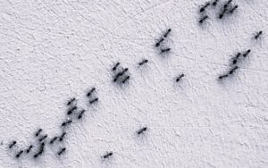 cosa fa allontanare le formiche