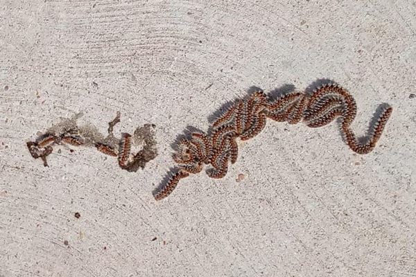 cosa fare se si trova una processionaria in casa