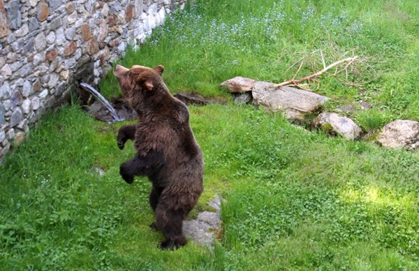 cosa non fare se incontri un orso