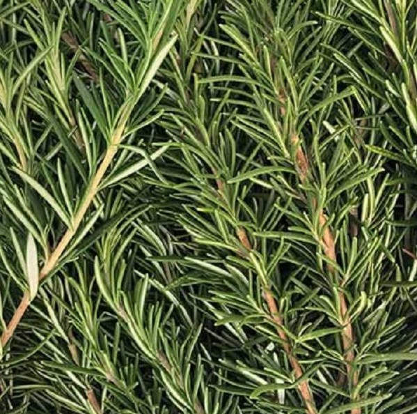 dal profumo alla salute tutto quello che può fare il rosmarino