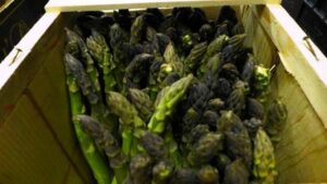 Dalla Prima alla Quinta Gamma Il Viaggio Nascosto di Frutta e Verdura