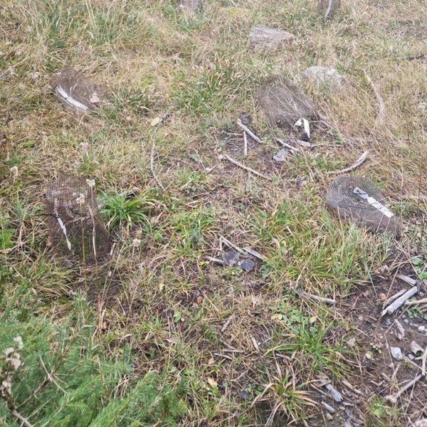 distrutto il giardino degli alberi di cedrasco e due anni di ricerca