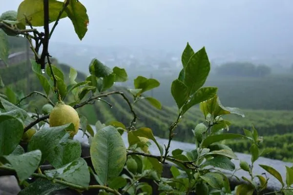 dove conservare i limoni