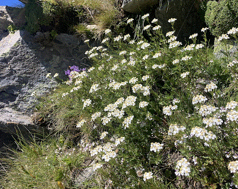 erba iva achillea moschata