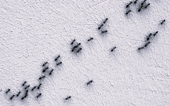 formiche in casa in primavera come prevenirle e rimedi naturali