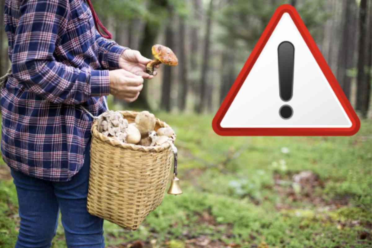 funghi attenzione quali raccogli|funghi attenzione