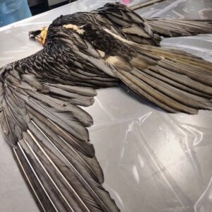 gipeto si schianta mortalmente contro i cavi della seggiovia in valfurva