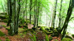 gli elfi della foresta dei bagni di masino
