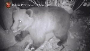 presenze e danni causati da lupi e orsi in valtellina