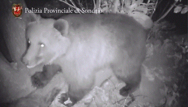 presenze e danni causati da lupi e orsi in valtellina