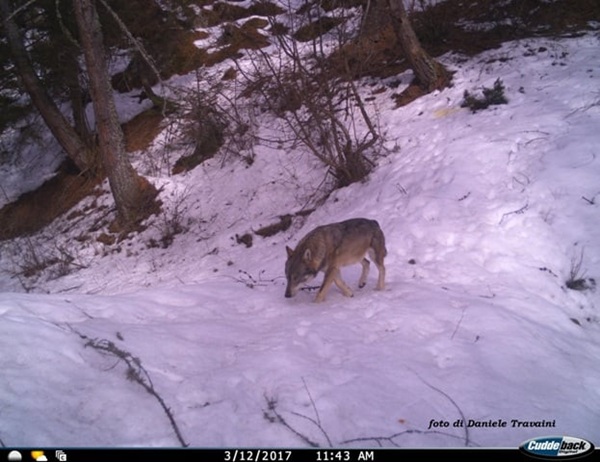 ho visto un lupo i comportamenti da evitare