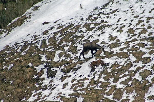 i camosci gli alpinisti delle alpi