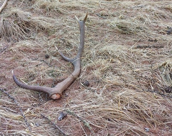 i cervi perdono il palco