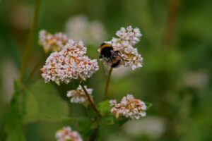 il capodanno delle api