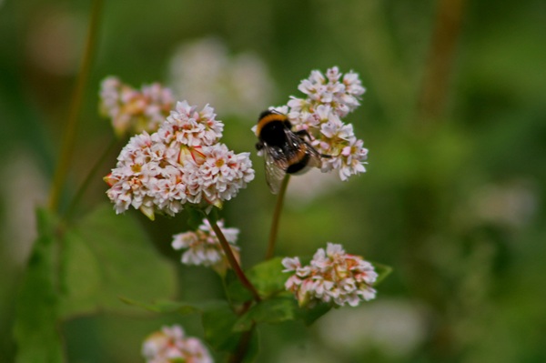 il capodanno delle api