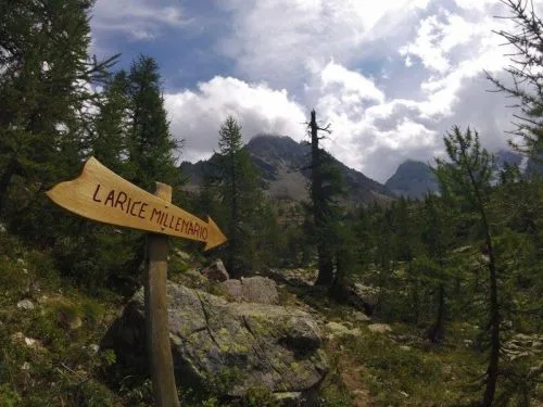 il larice più vecchio d’italia in valmalenco