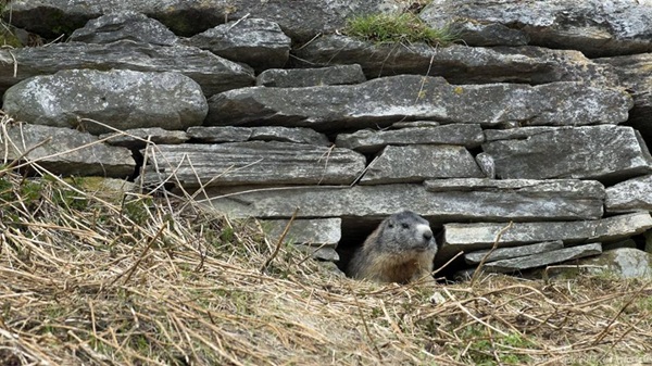 il mondo sotto terra delle marmotte