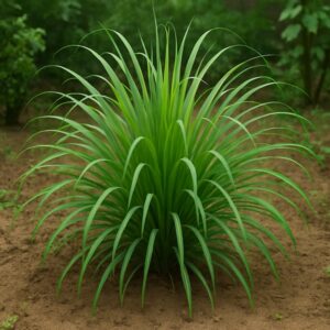 il profumo che allontana le zanzare