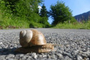 il sesso delle lumache