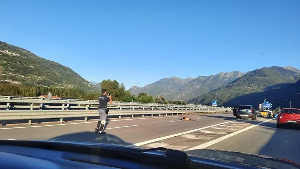 incidente stradale con animale selvatico cosa fare